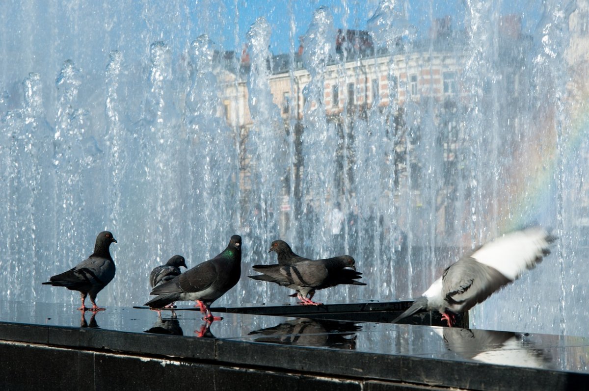 Фото: pixabay.com