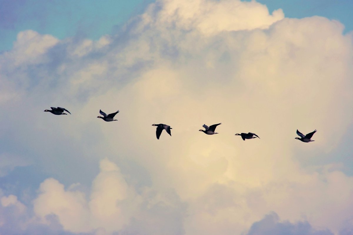 Фото: pixabay