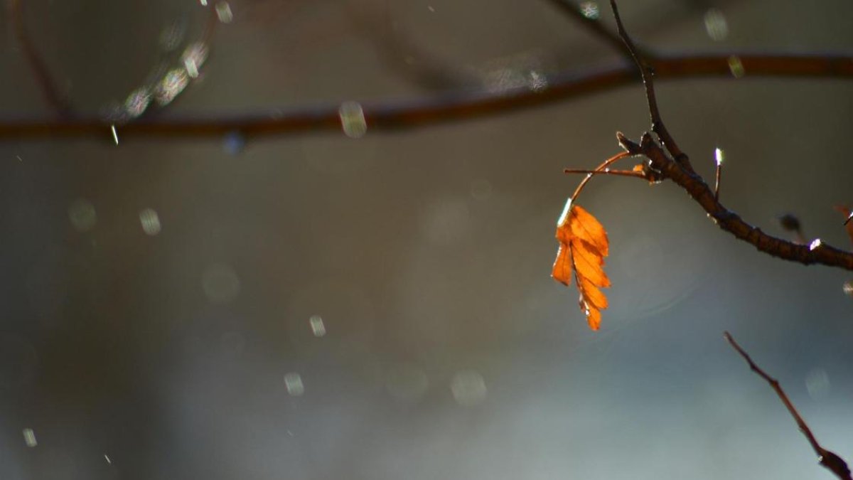 Фото: pixabay