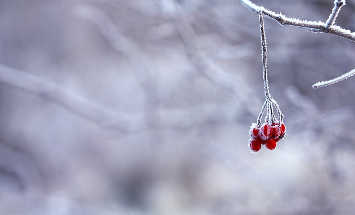 Фото: pixabay.com