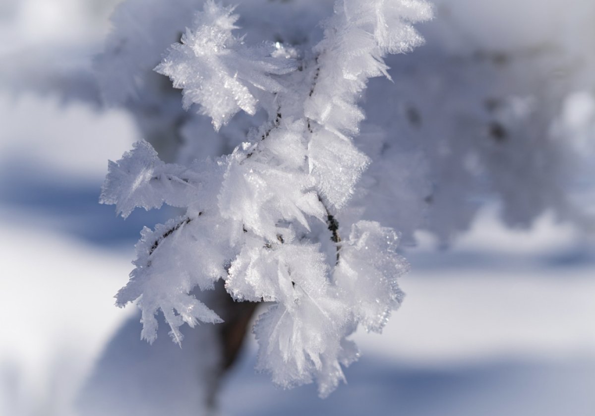 Фото: pixabay