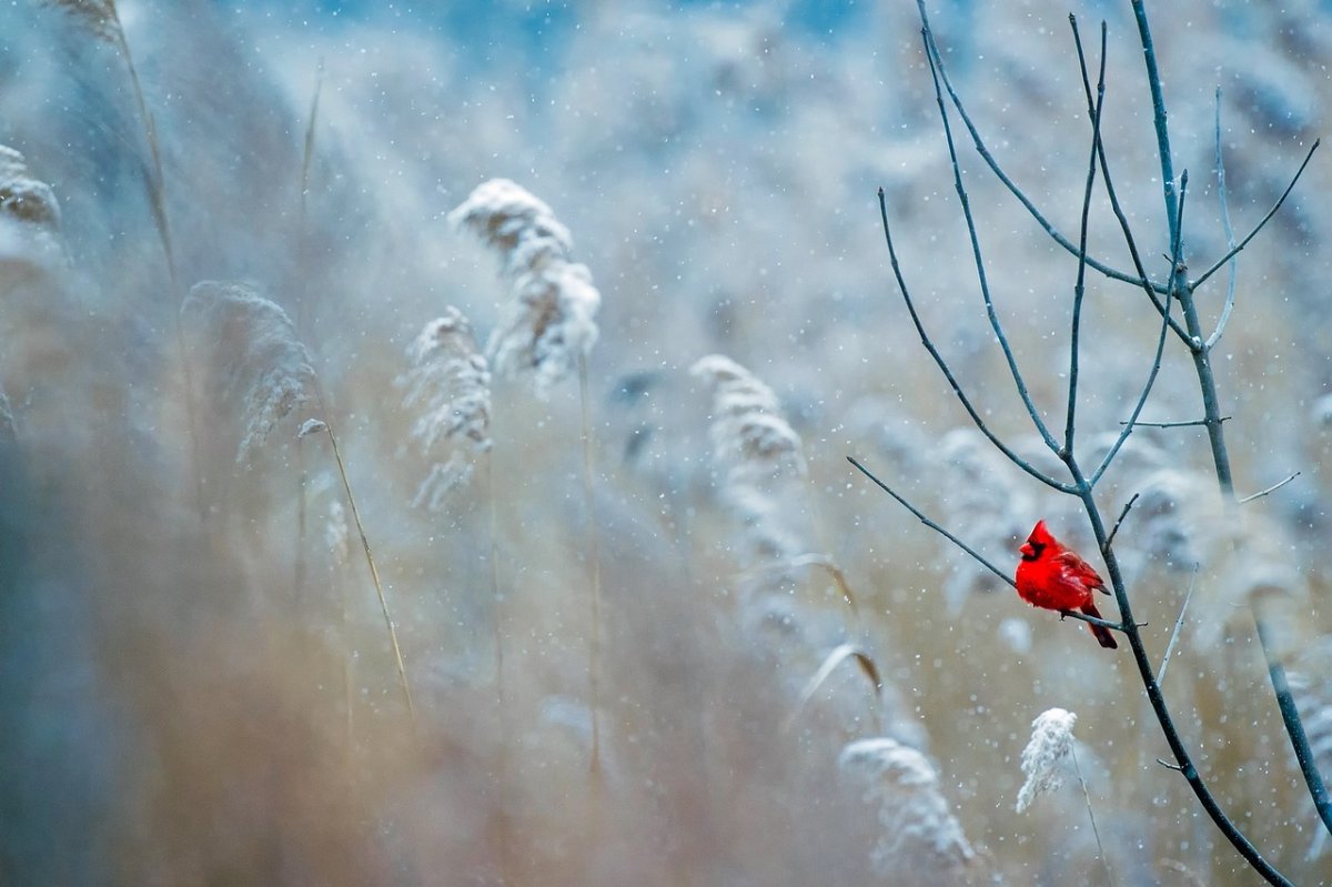 Фото: pixabay.com