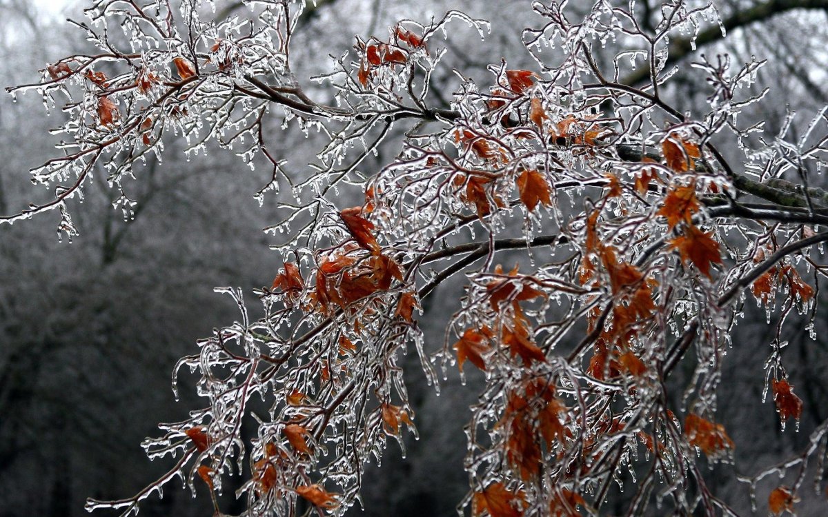 Фото: Pixabay