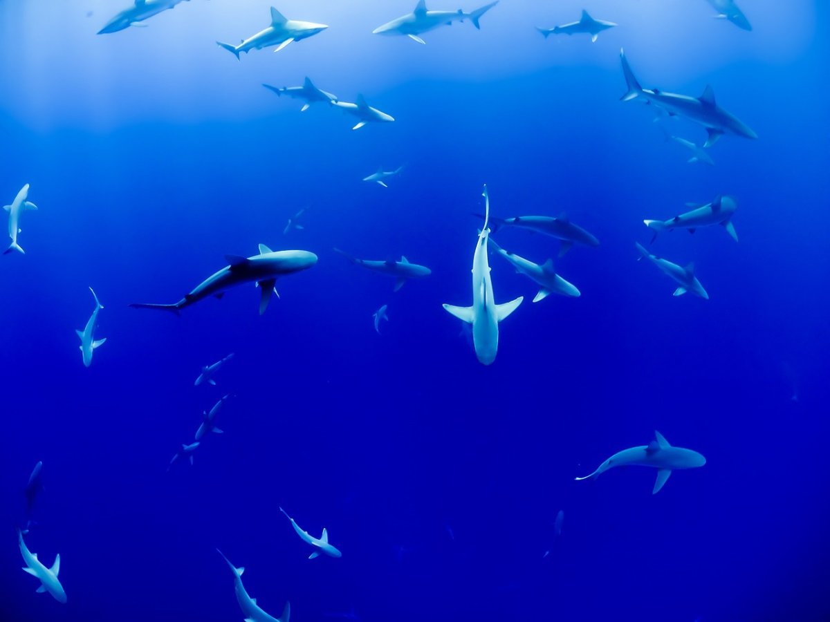 Фото: Pixabay