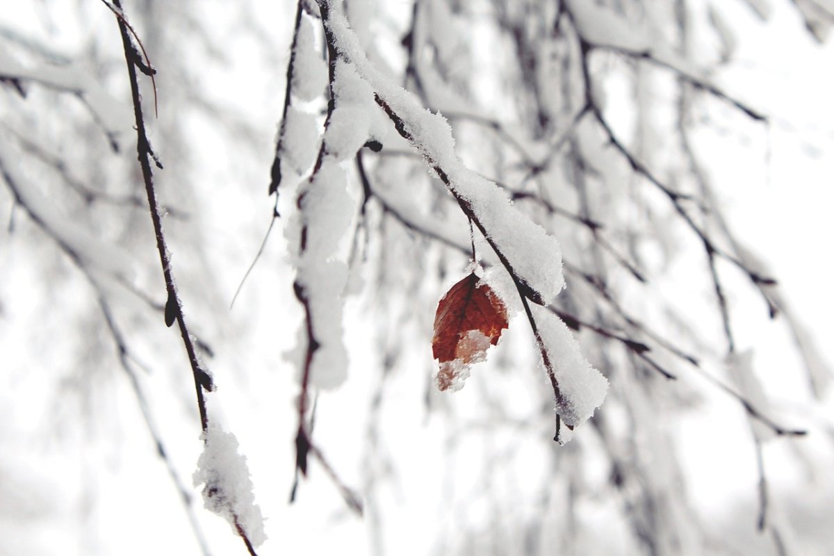 Фото: Pixabay
