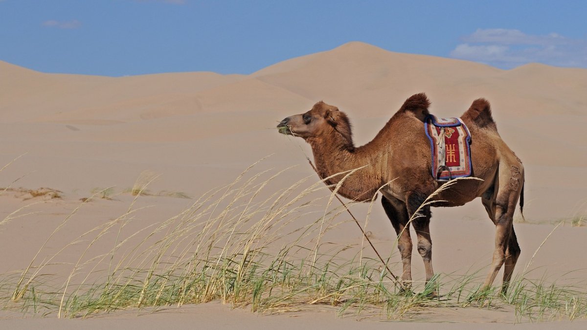 Фото: pixabay.com