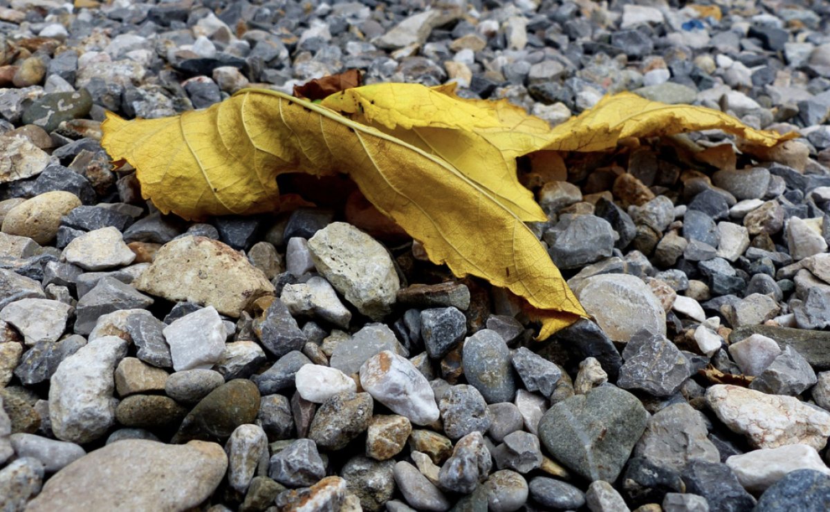 Фото: Pixabay