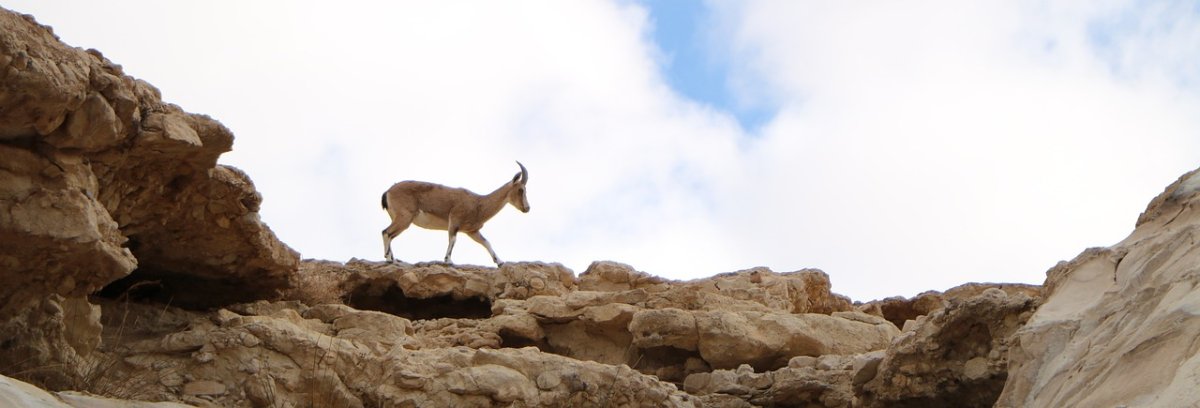Фото: Pixabay