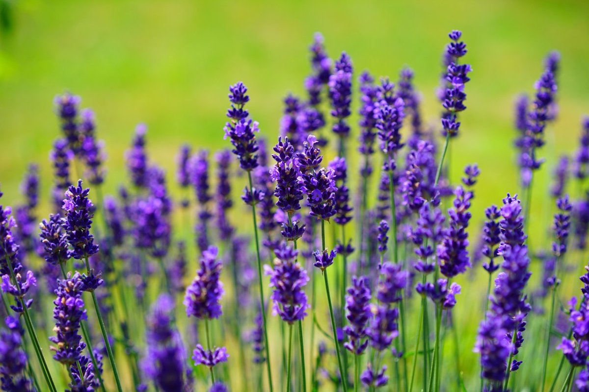 Фото: Pixabay