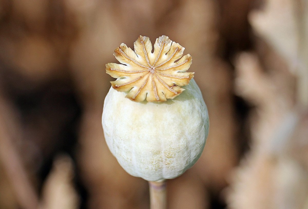 Фото: pixabay.com