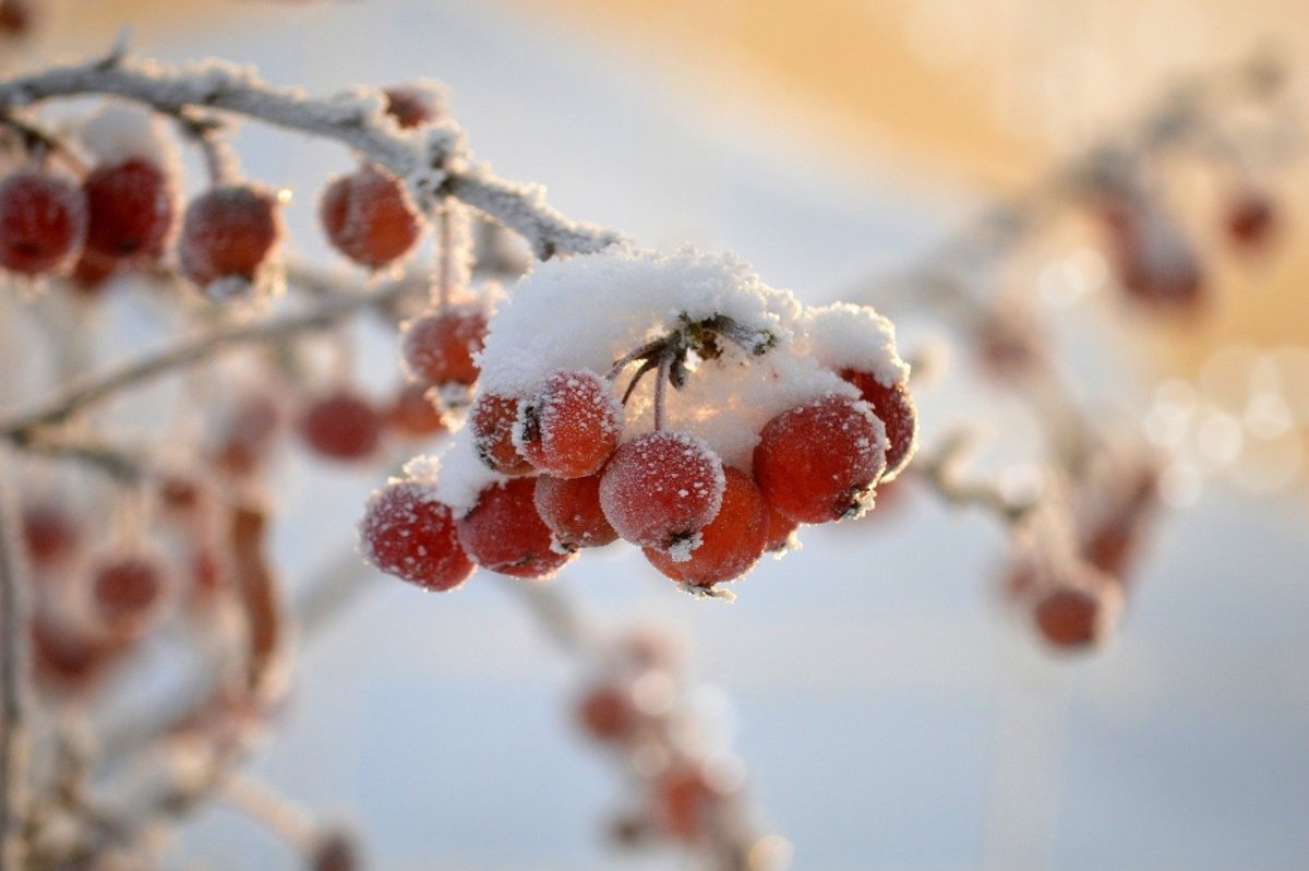 Фото: Pixabay