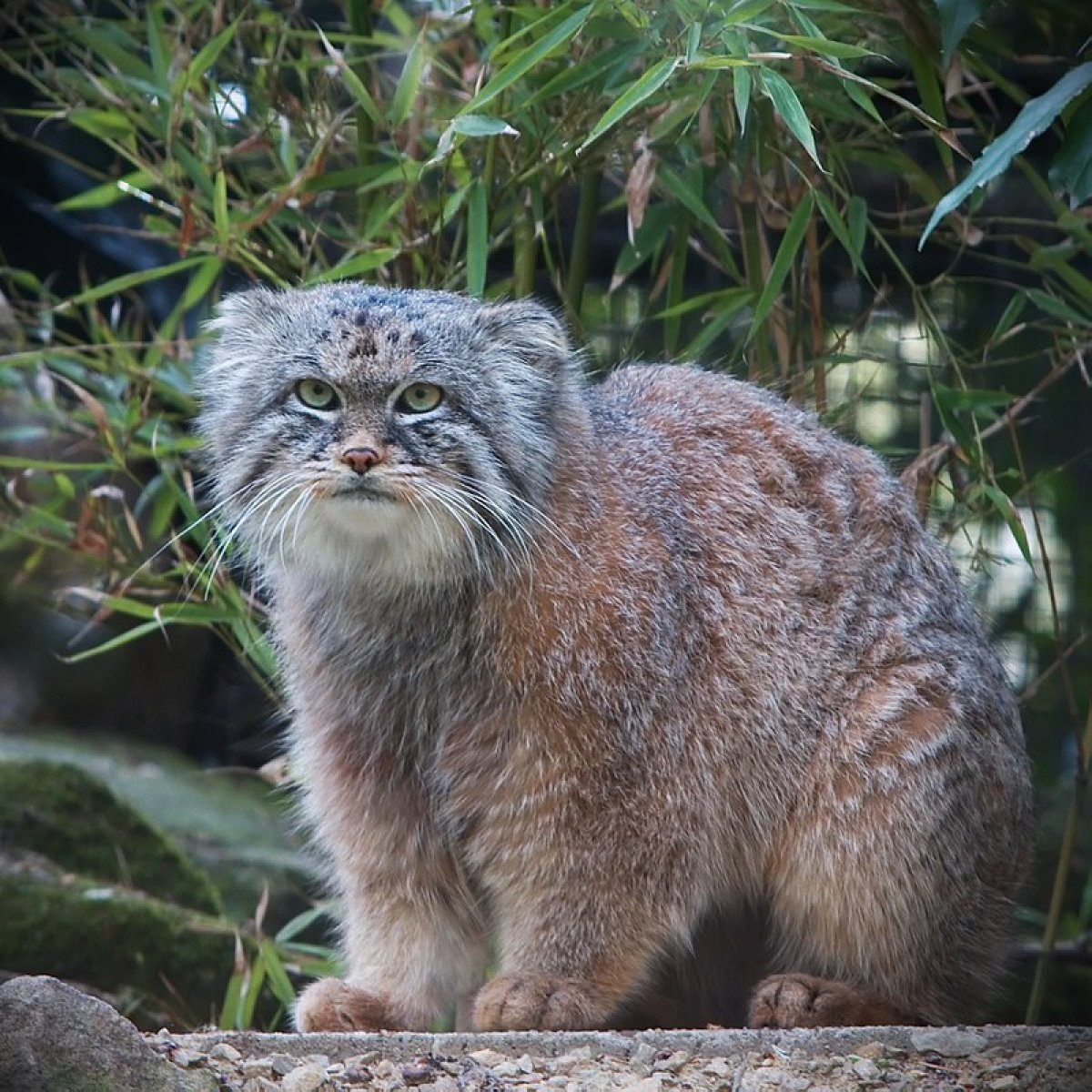 Фото: Sander van der Wel. originally posted to Flickr as Manul, CC BY-SA 2.0
