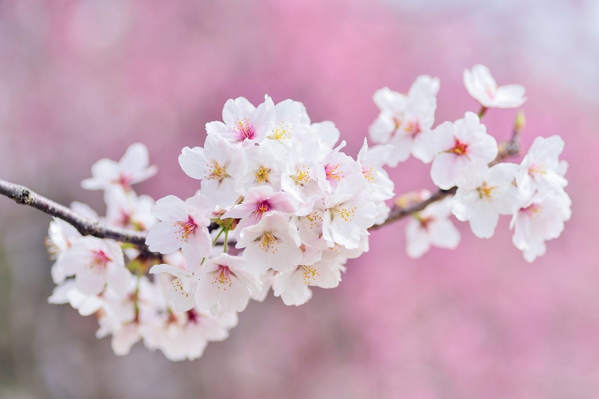 Фото: Pixabay