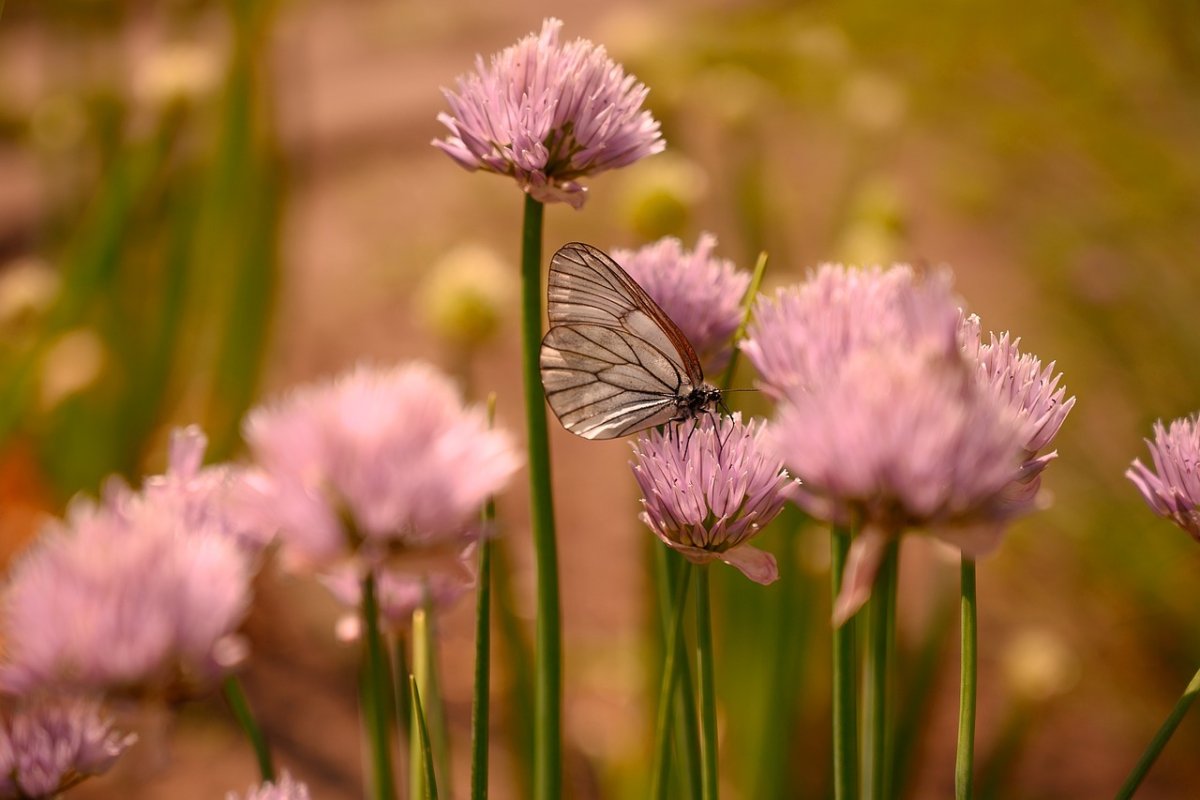 Фото: pixabay.com