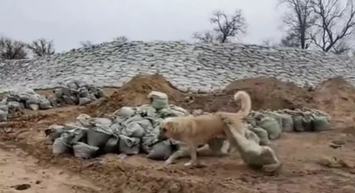 Видеодан кадр: tiktok.com/@pshon_2024