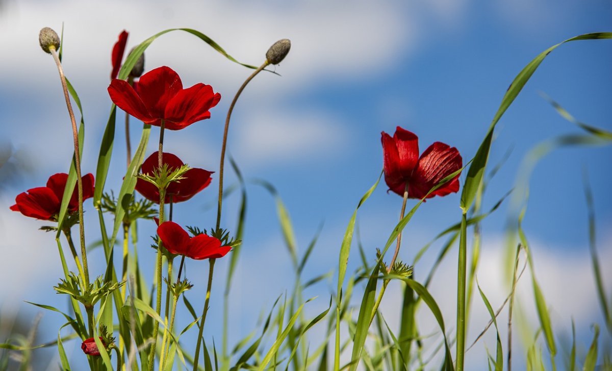 Фото: Pixabay