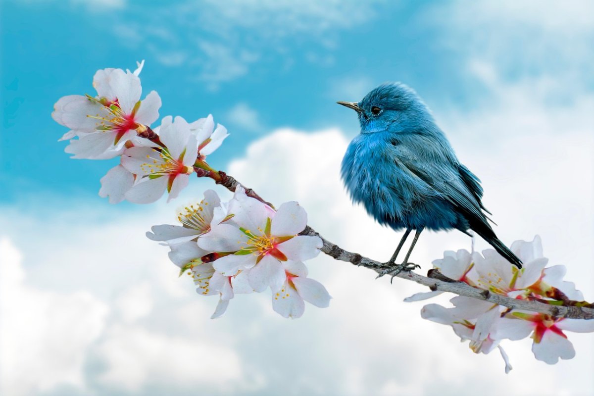 Фото: pixabay
