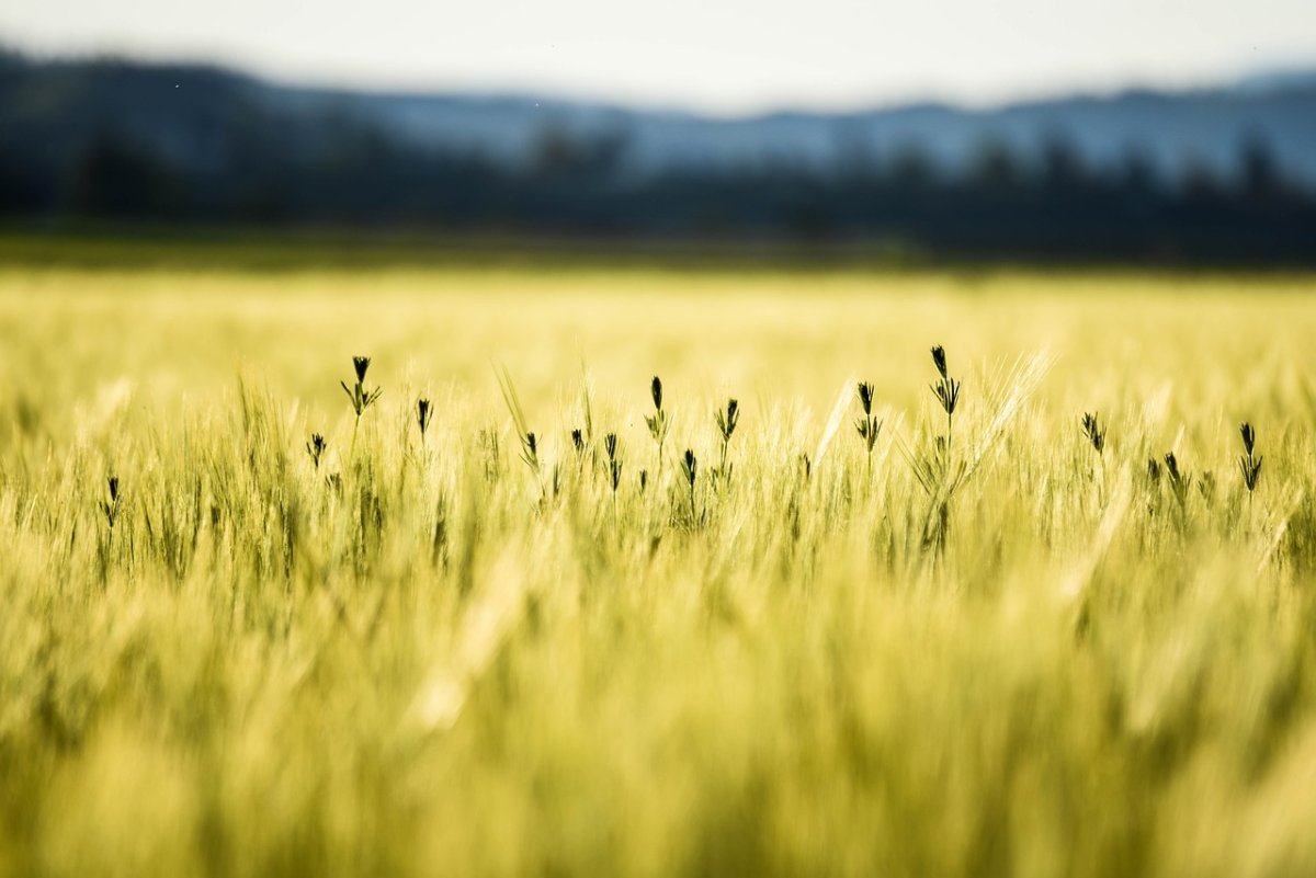 Фото: Pixabay