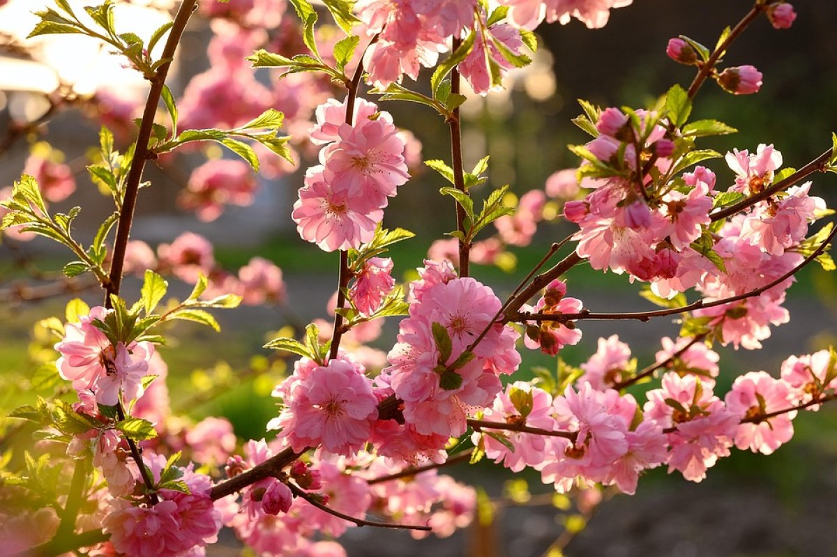 Фото: Pixabay.com