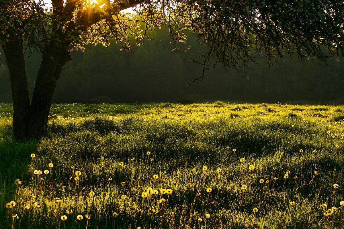 Фото: Pixabay.com