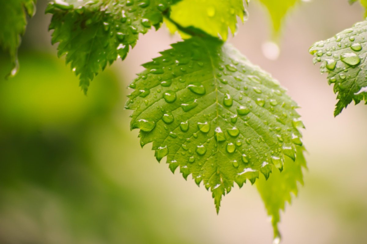 Фото: Pixabay