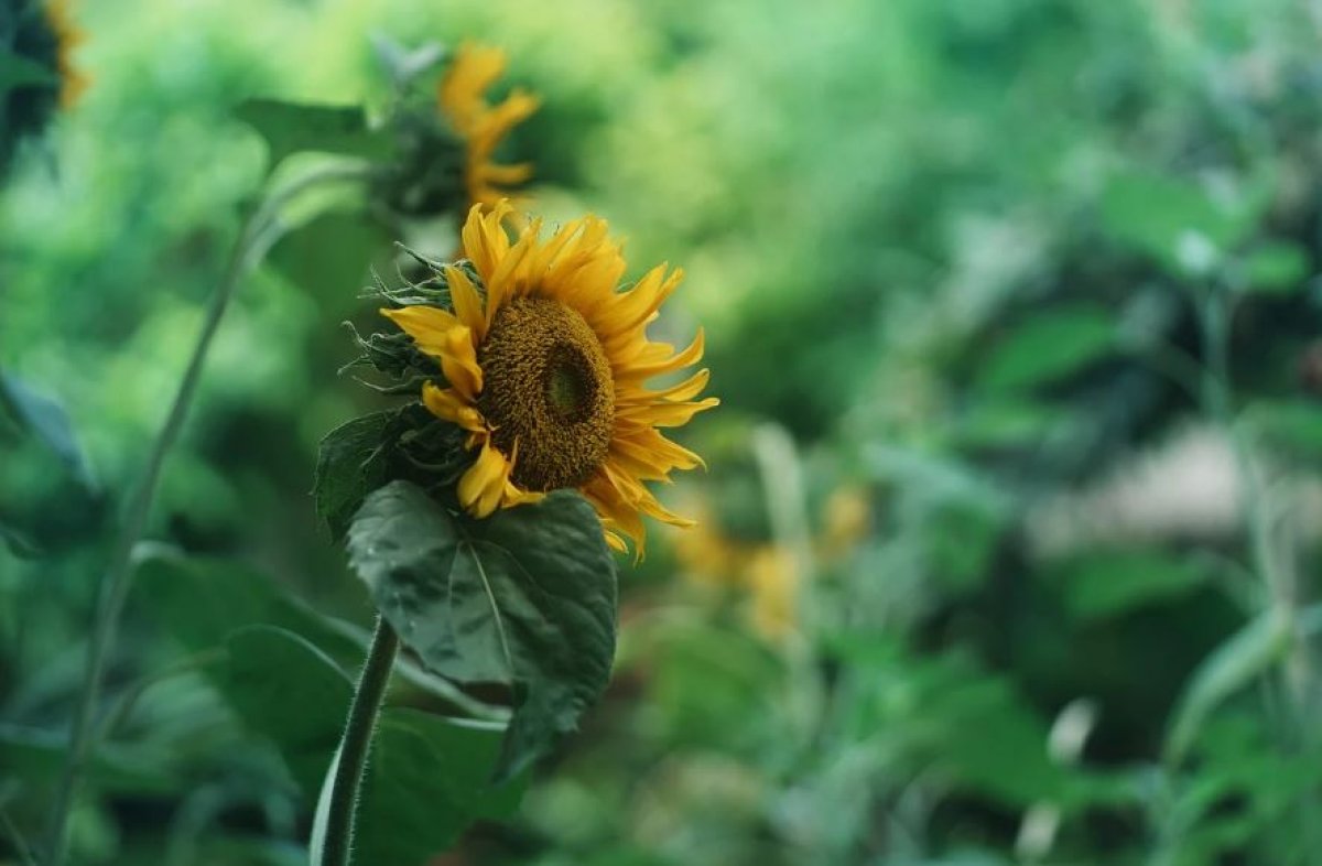 Фото: Pixabay