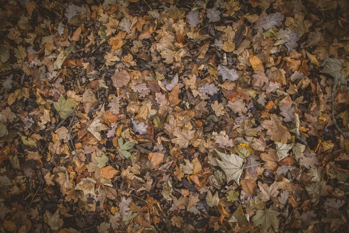 Фото: Pixabay