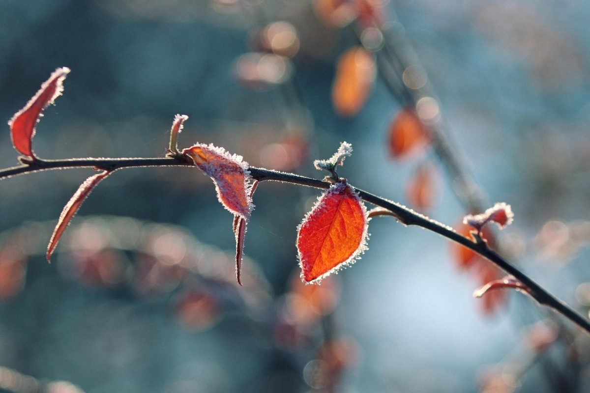 Фото: Pixabay