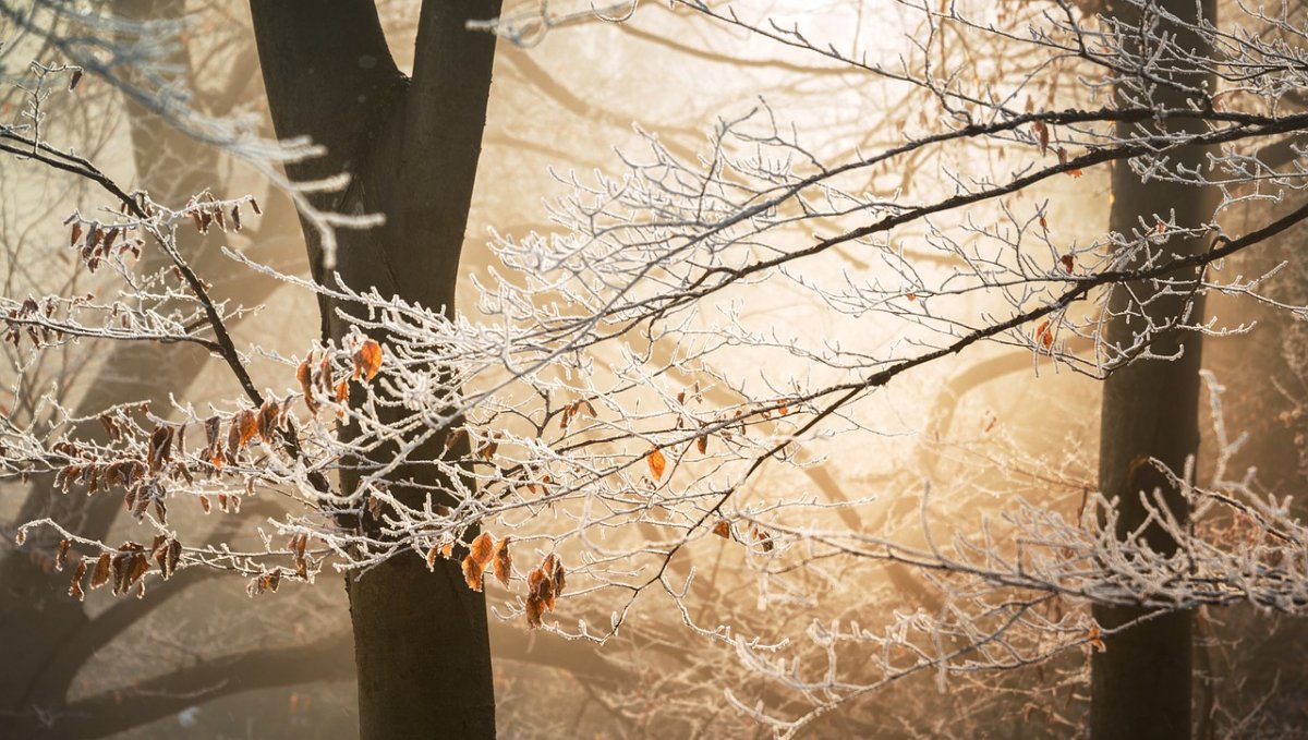 Фото: Pixabay