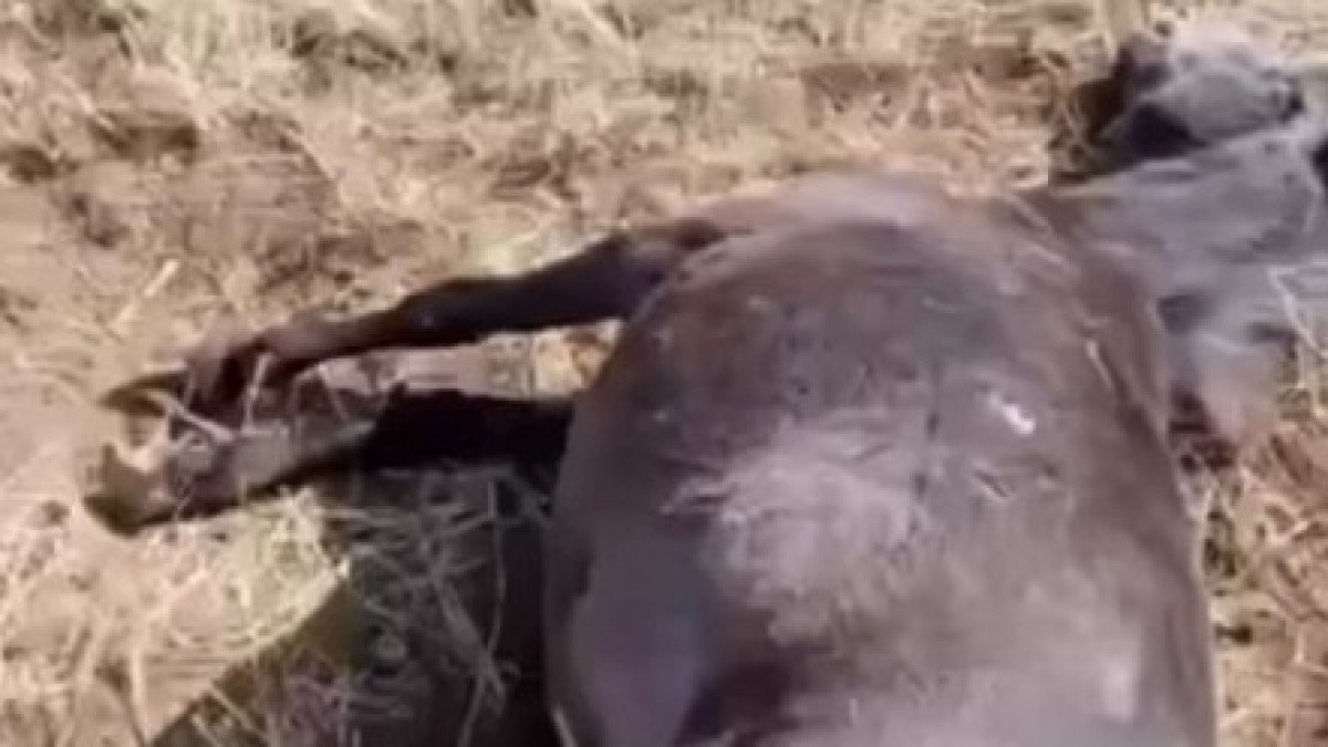 Фото: видео скриншот
