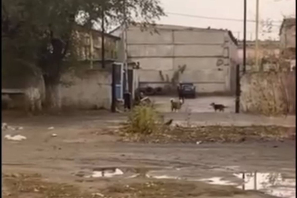 Фото: видеодан скриншот