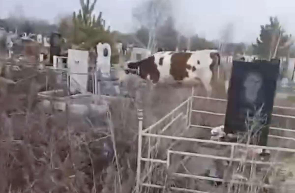 Фото: видео скриншот