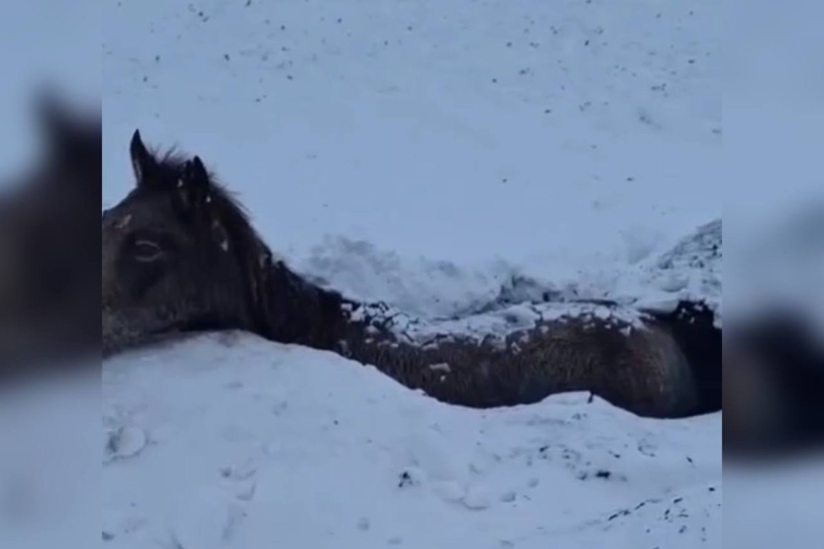 Фото: видеодан скриншот