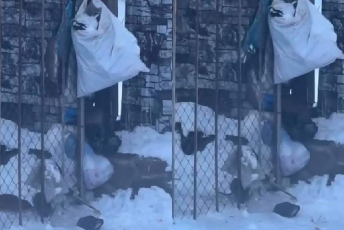 Фото: видеодан скриншот