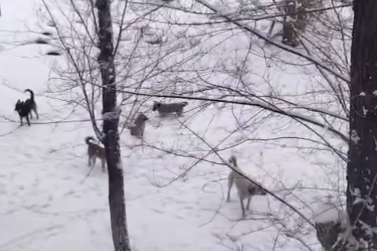 Фото: видеодан скрин