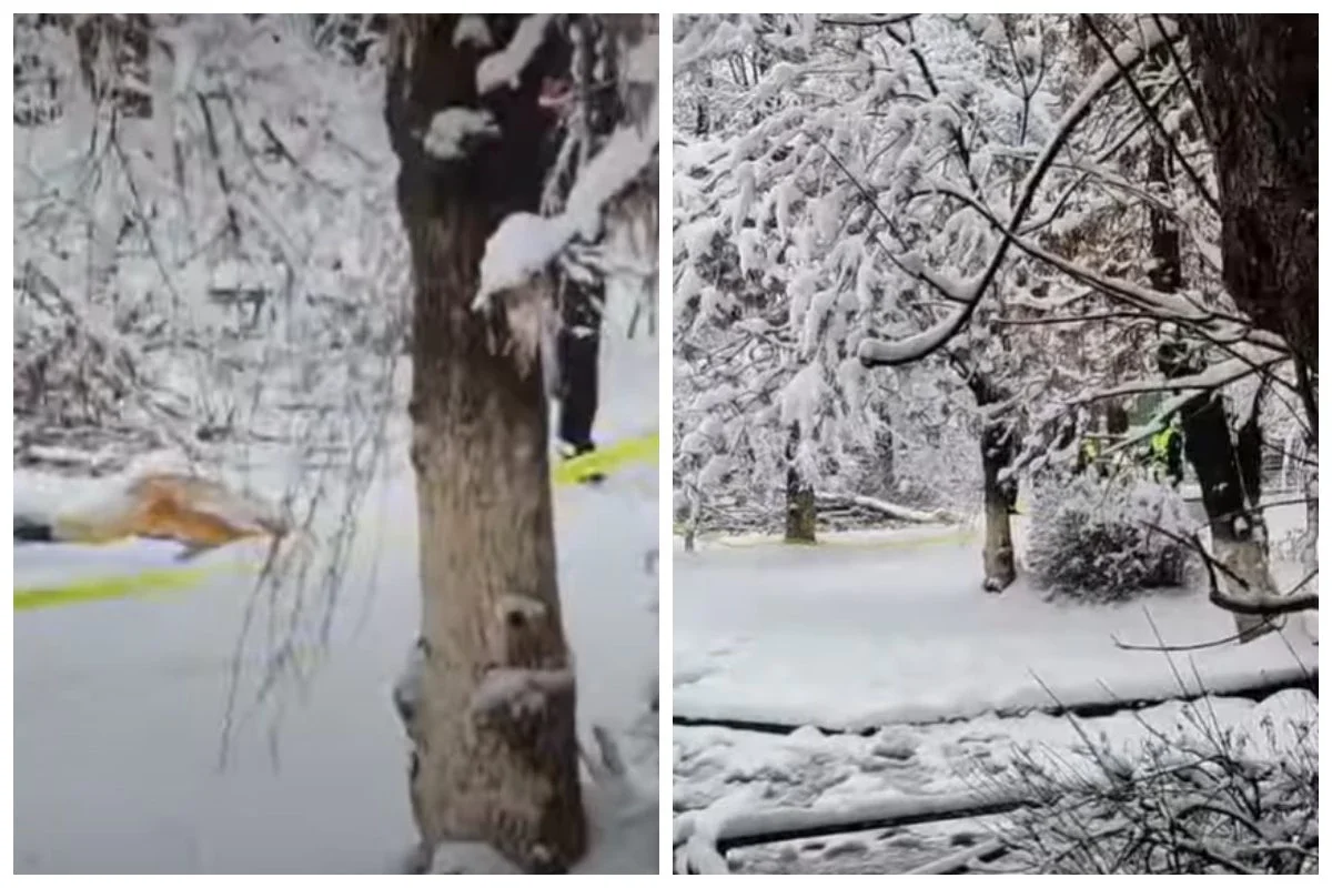 Фото: видео скриншот