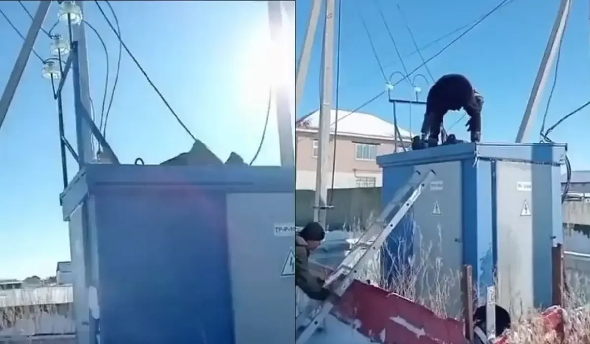 Фото: видеодан скриншот