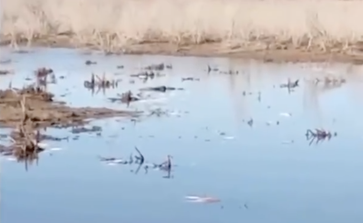 Фото: Видеодан алынған кадр