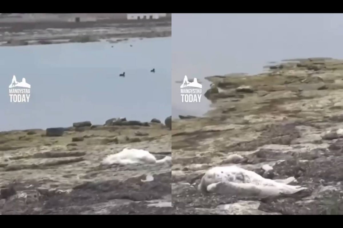 Фото: видеодан скрин