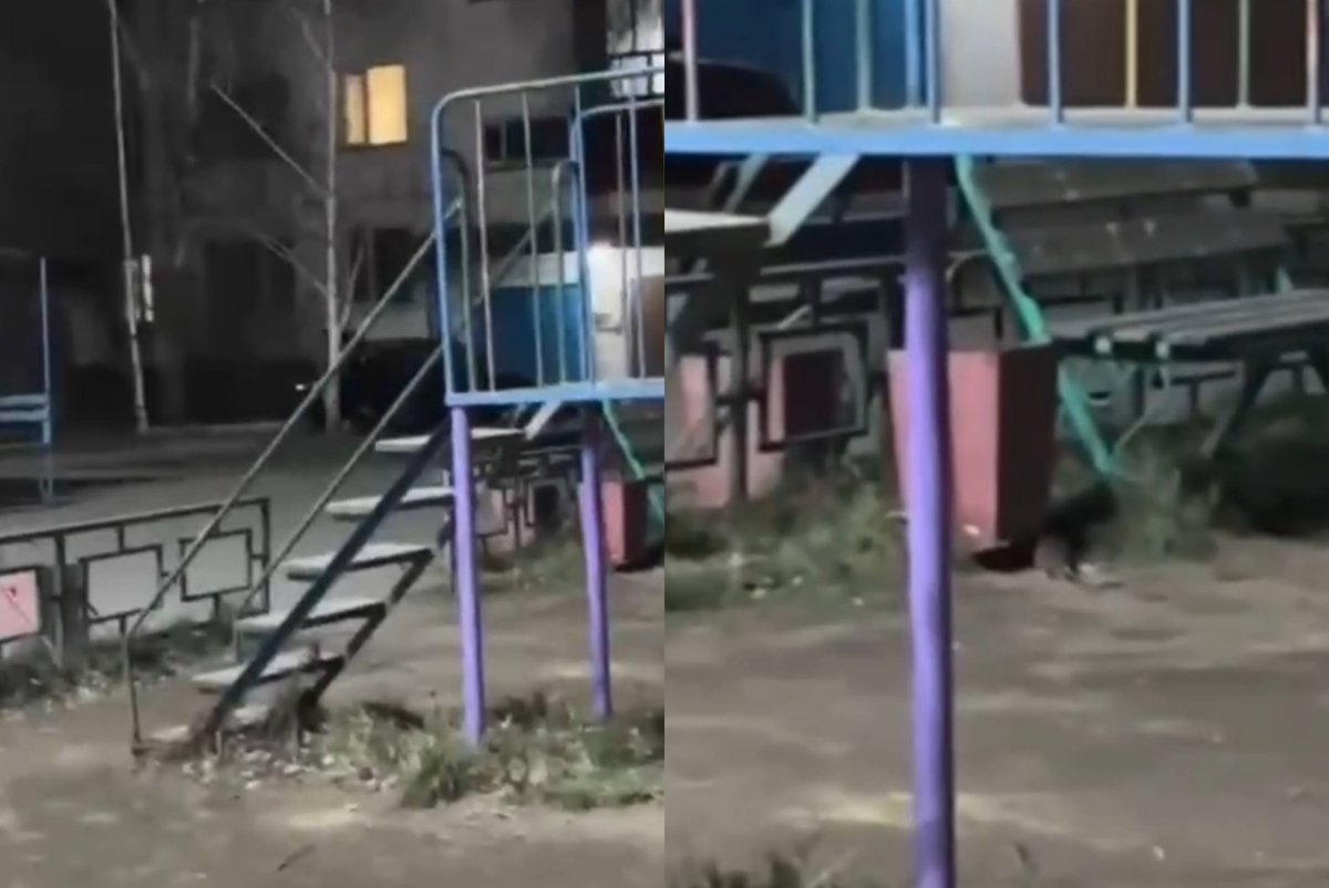 Фото: видеодан скриншот