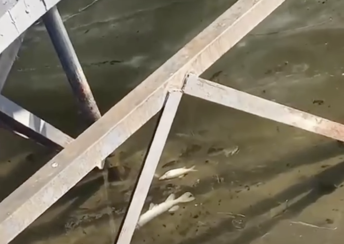 Фото: видео скриншот