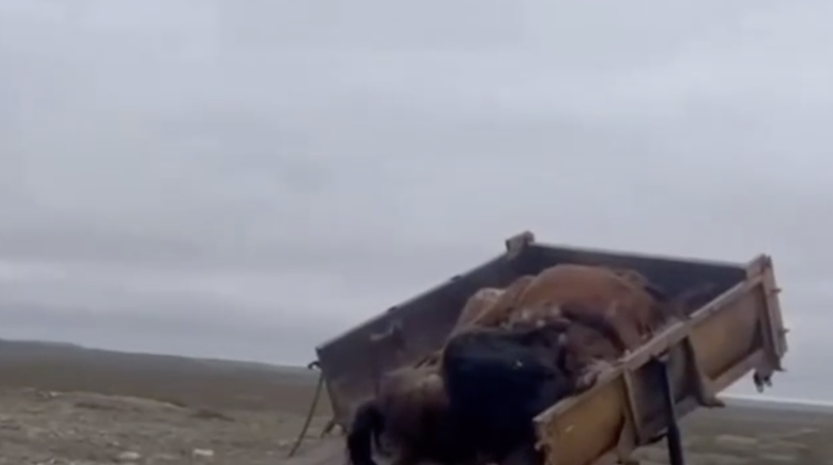 Фото: видео скриншот