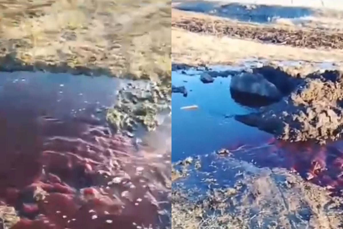 Фото: видеодан скриншот