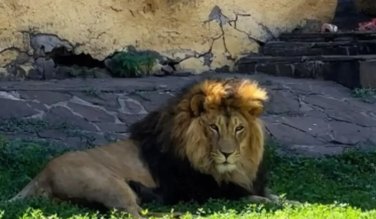 Фото: instagram.com/almatyzoo