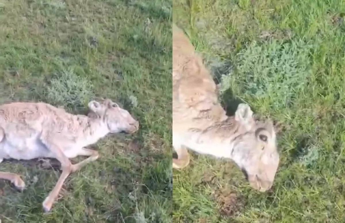 Фото: видеодан скрин