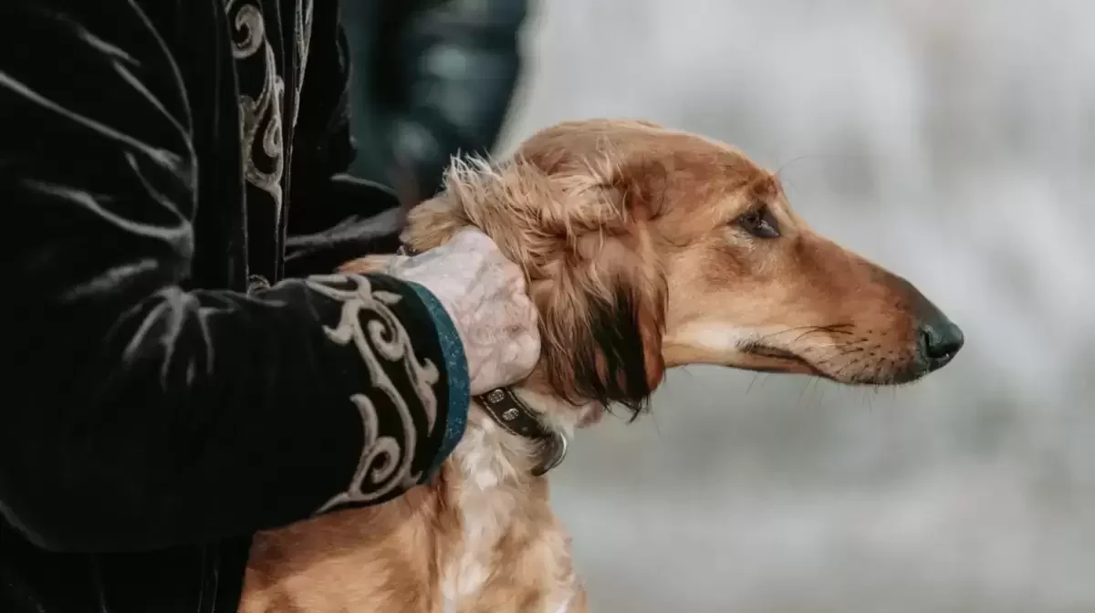 Фото: Ulys.media