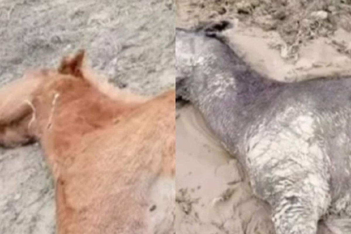 Фото: видеодан скриншот