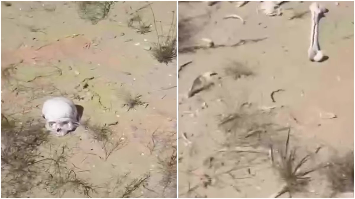 Фото: видео скриншот