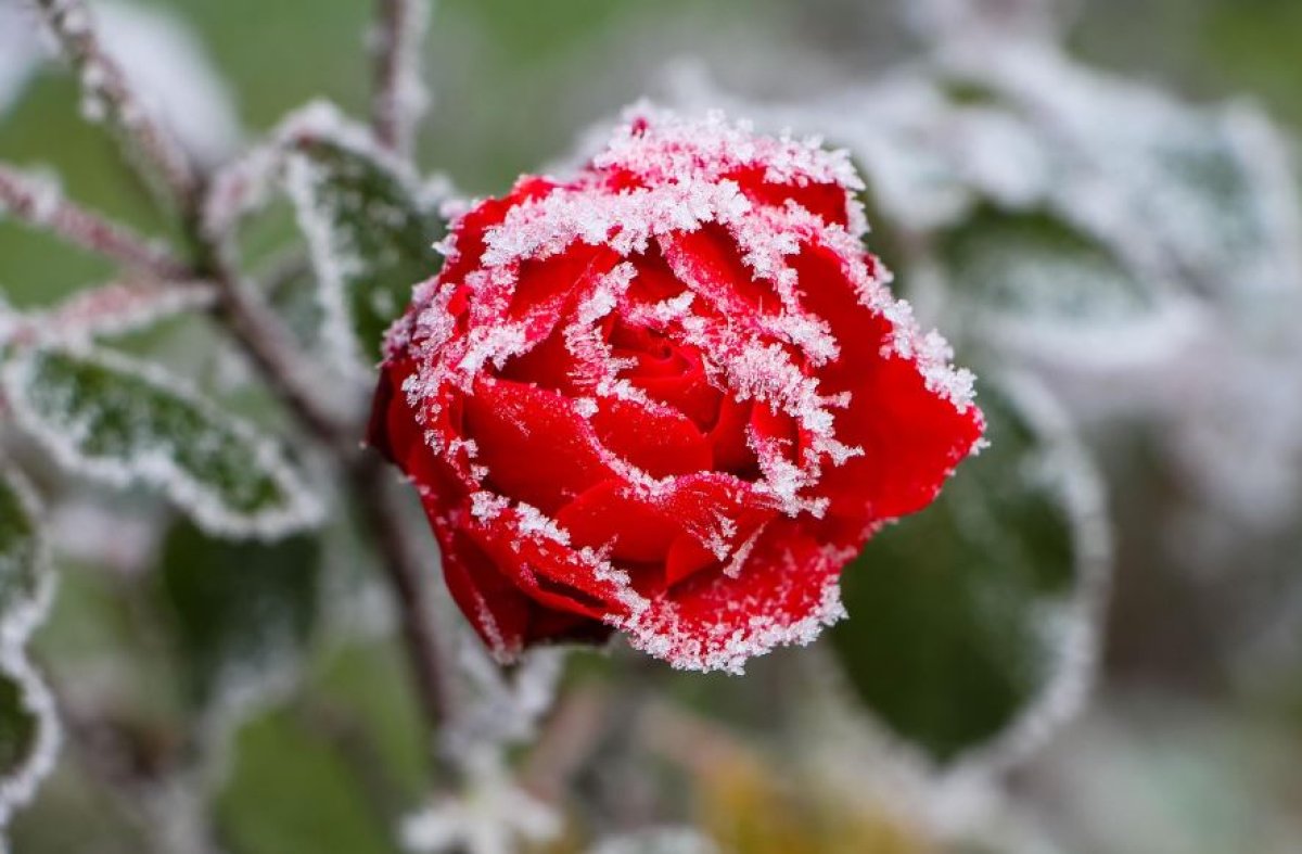 Фото: Pixabay
