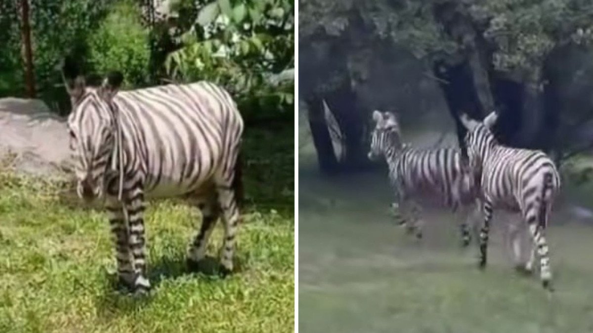 Фото: видео скриншот